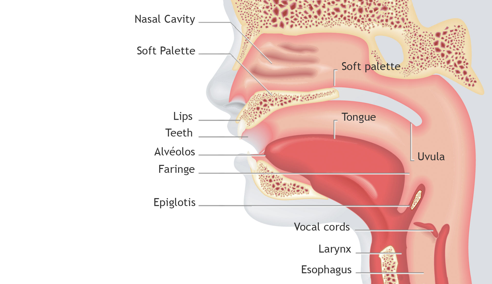 nasal passage